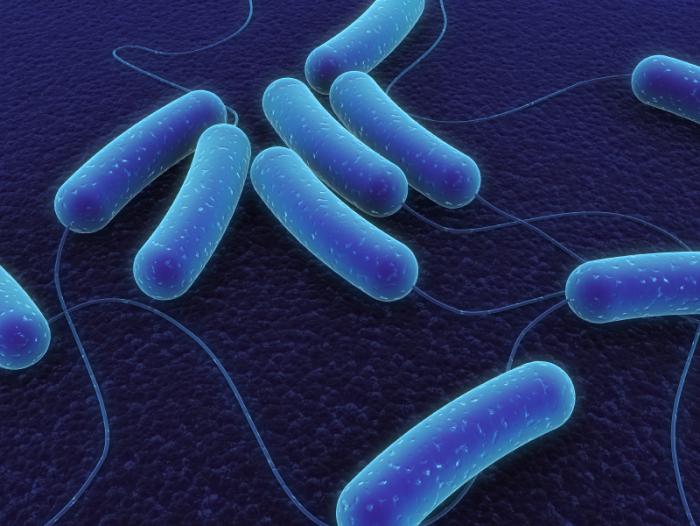 What are the causes and symptoms of E. coli?