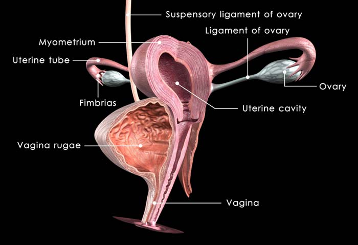 internal organs diagram female