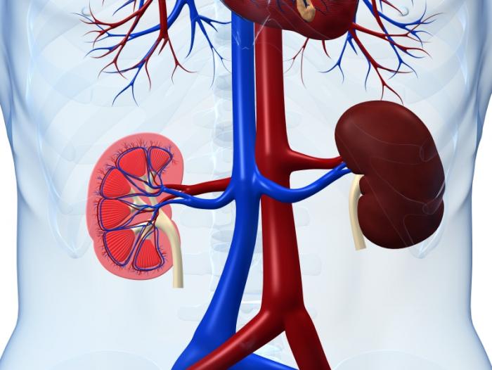 Who should have a kidney function test?