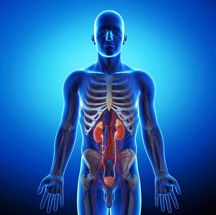 Kidney Infection  Causes  Symptoms And Treatments