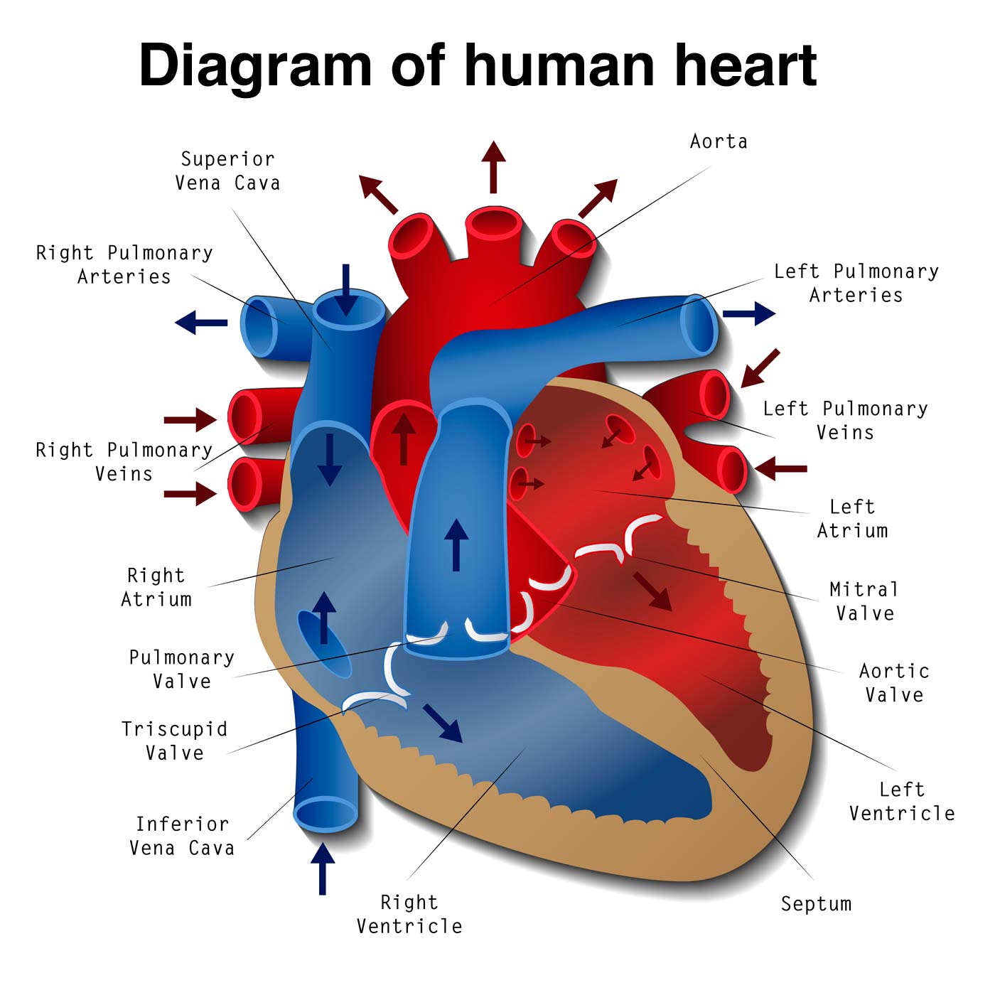 Heart Disease: Definition, Causes, Research - Medical News ...
