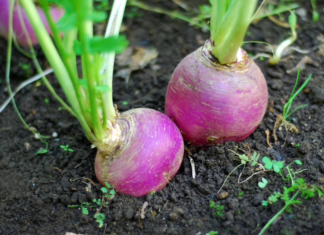 What are some of the nutrients found in turnips?