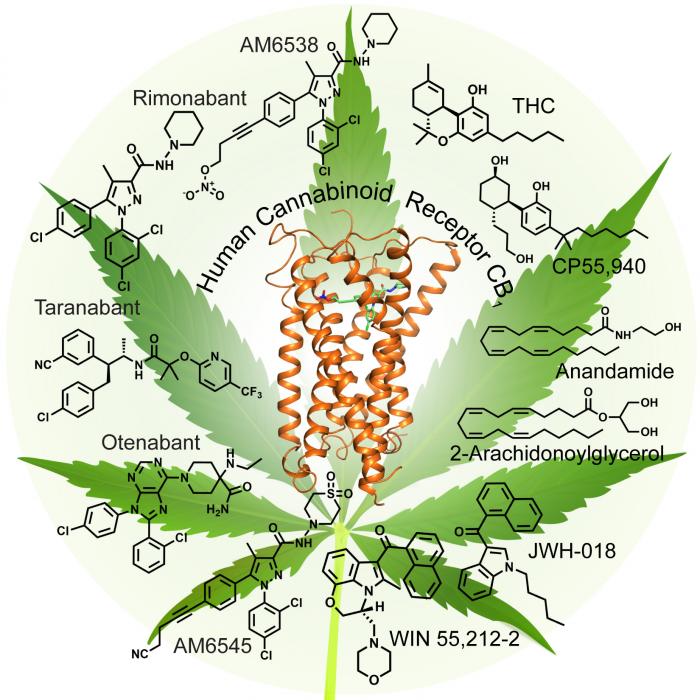 Medical News Today: 'Marijuana receptor' uncovered in new study