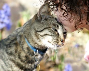 Cats do not harm children's mental health, study finds