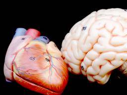 Brain patterns hold key to stress-related cardiovascular risk
