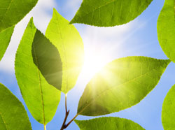 Vitamin D - sunlight through leaves