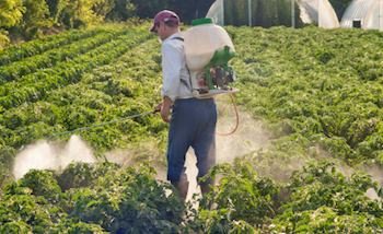 Farmer spraying his crops with pesticides