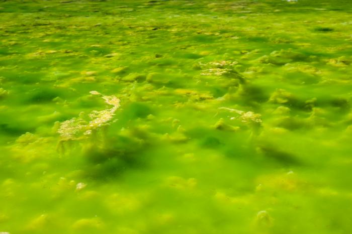 green algae floating in water