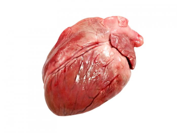 Heart failure: transplantation of animal organs into human patients