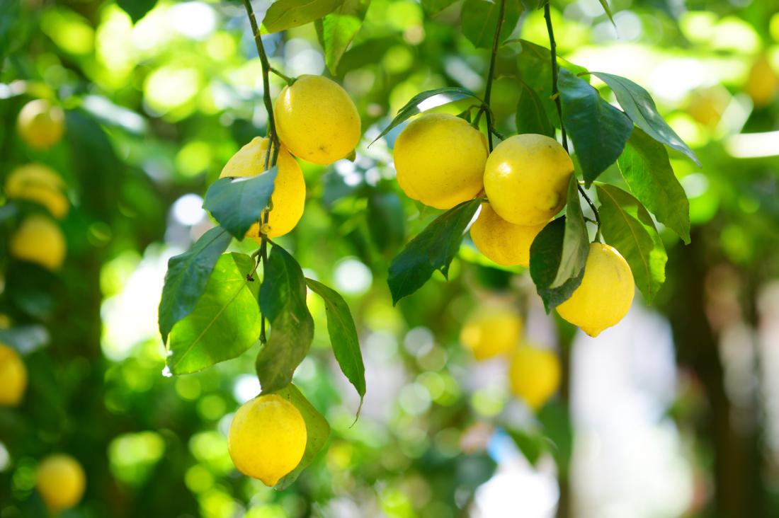 What are the health benefits of lemons? - Medical News Today