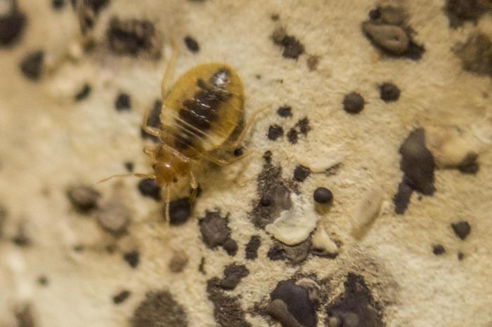 Like the "kissing" bug, bed bugs can transmit deadly parasite via ...