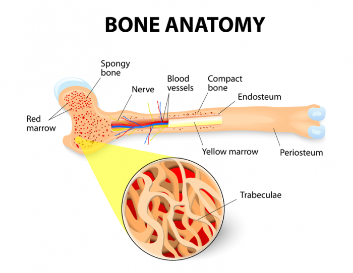 bone anatomy