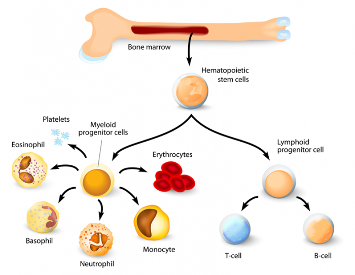 bone marrow with stem cells