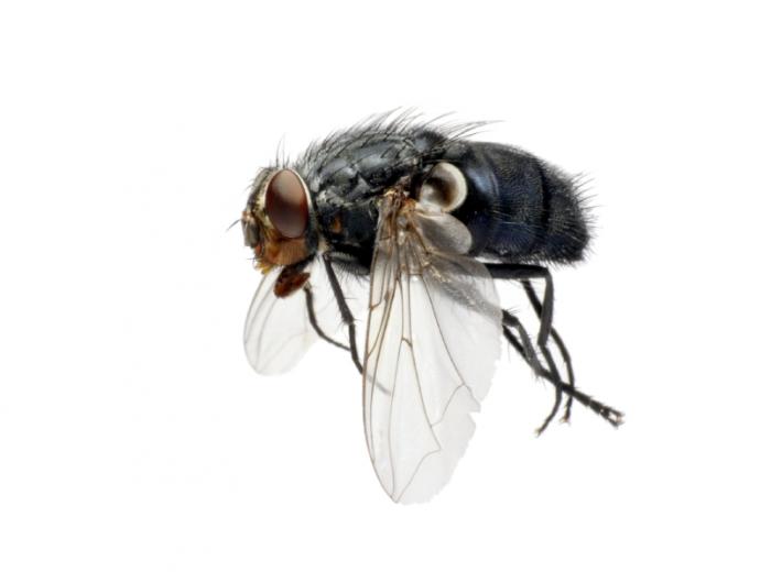 The Common housefly