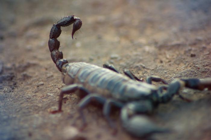 A scorpion
