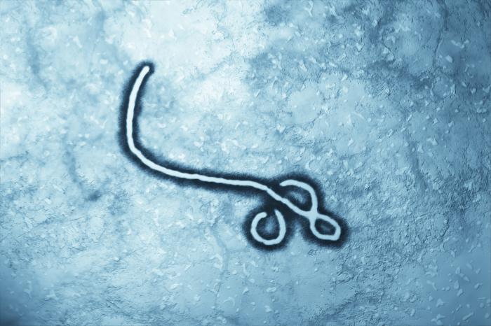 illustration of the Ebola virus