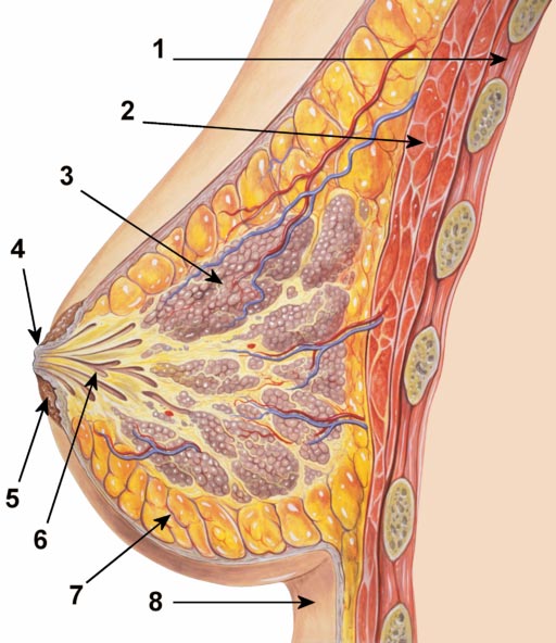 Breast anatomy normal scheme
