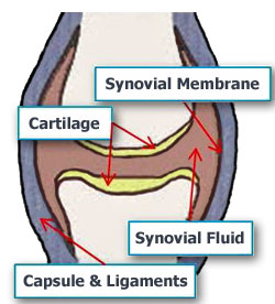 Diagram of a Joint