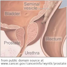 prostate diagram