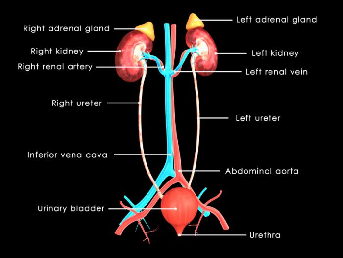 Kidney infection: Symptoms, causes, and treatment