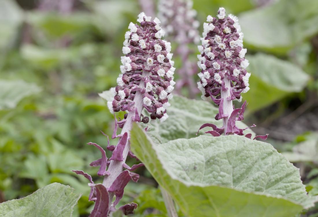 health benefits of butterbur, What are the health benefits of butterbur?