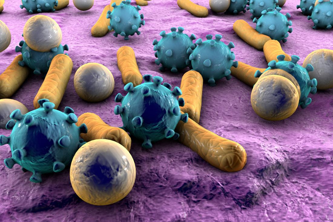 microorganism, Household microbes: Friend or foe?