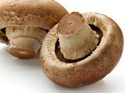 mushrooms - Chaga-paddestoel: Negen potentiële gezondheidsvoordelen