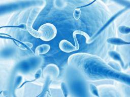 Sperm created from stem cells offer hope in cases of male infertility