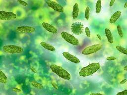 Link between chronic fatigue syndrome and gut bacteria explored