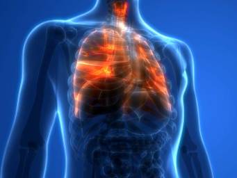 What do the lungs do, and how do they function?