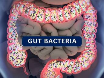Could targeting gut bacteria prevent autoimmunity?