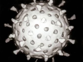 Viruses reprogrammed to attack cancer