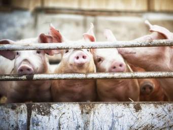 Drug resistance: Does antibiotic use in animals affect human health?