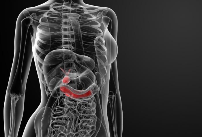 illustration showing the location of the pancreas
